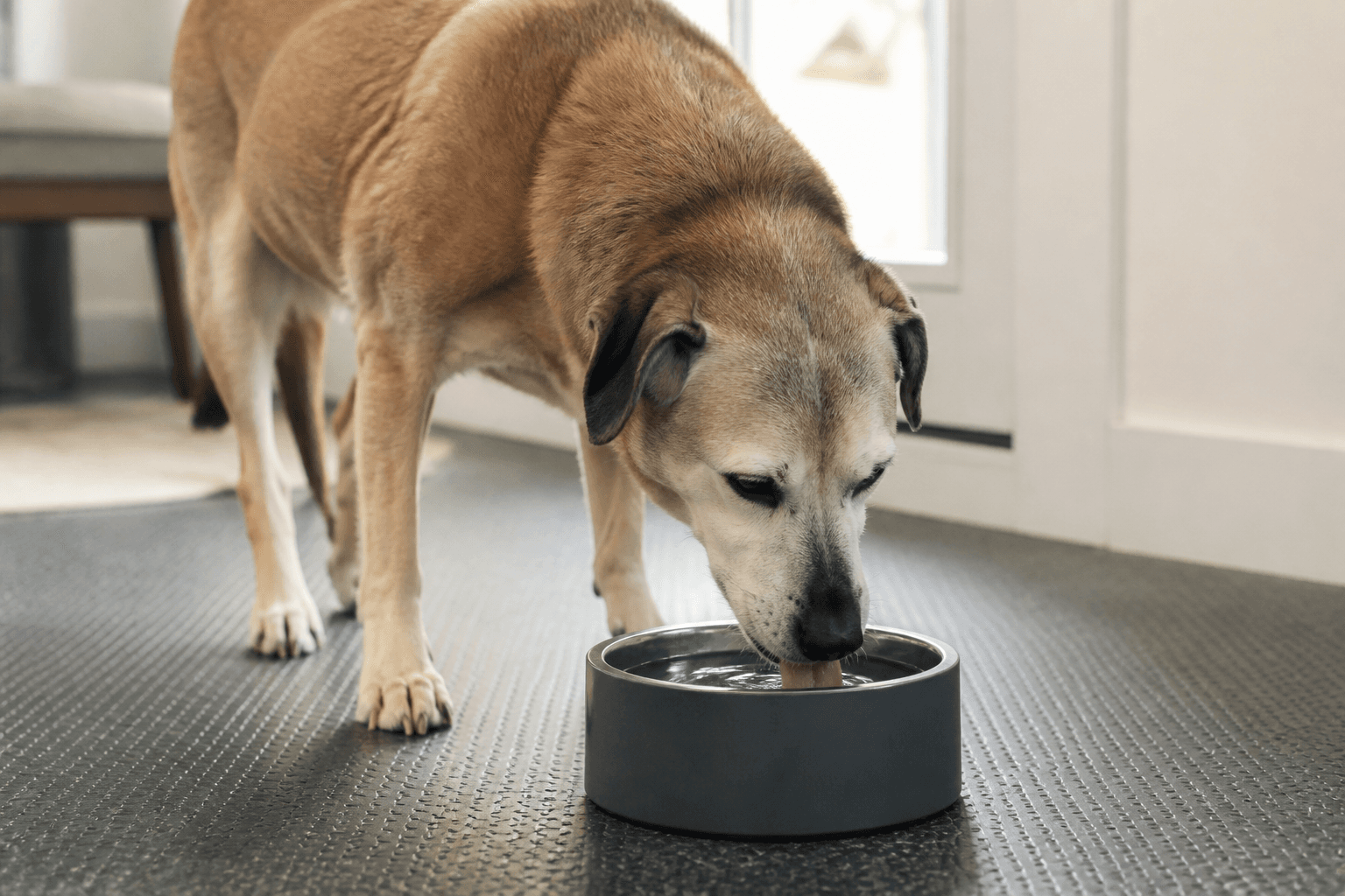 Cão idoso bebendo água em pote estável sobre piso antiderrapante