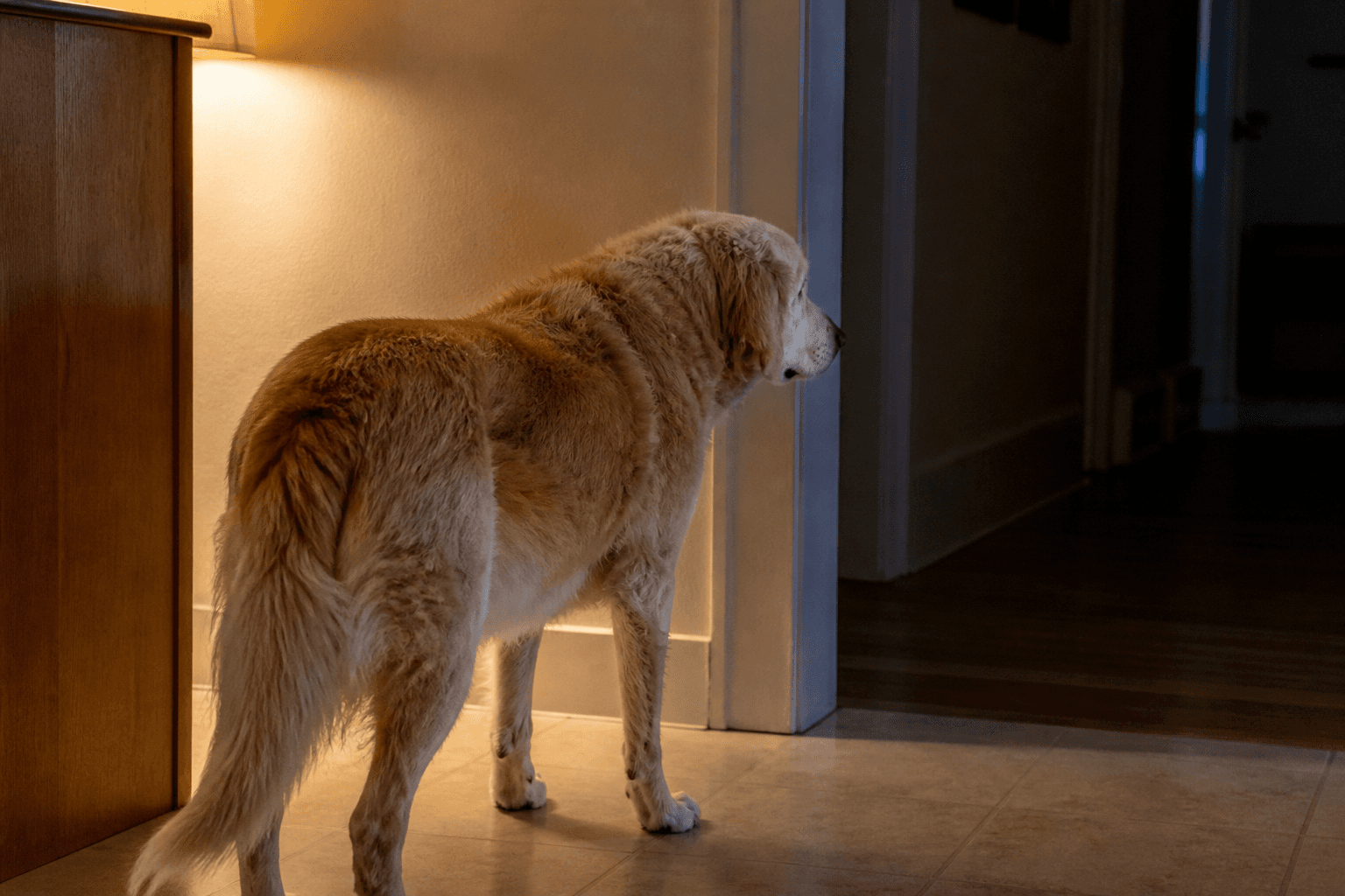 Cão idoso parado no corredor à noite com expressão confusa