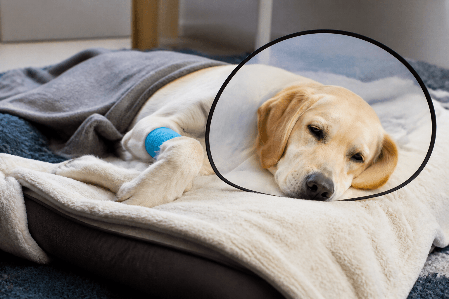 Cão descansando em cama confortável nas primeiras horas após receber a vacina V10