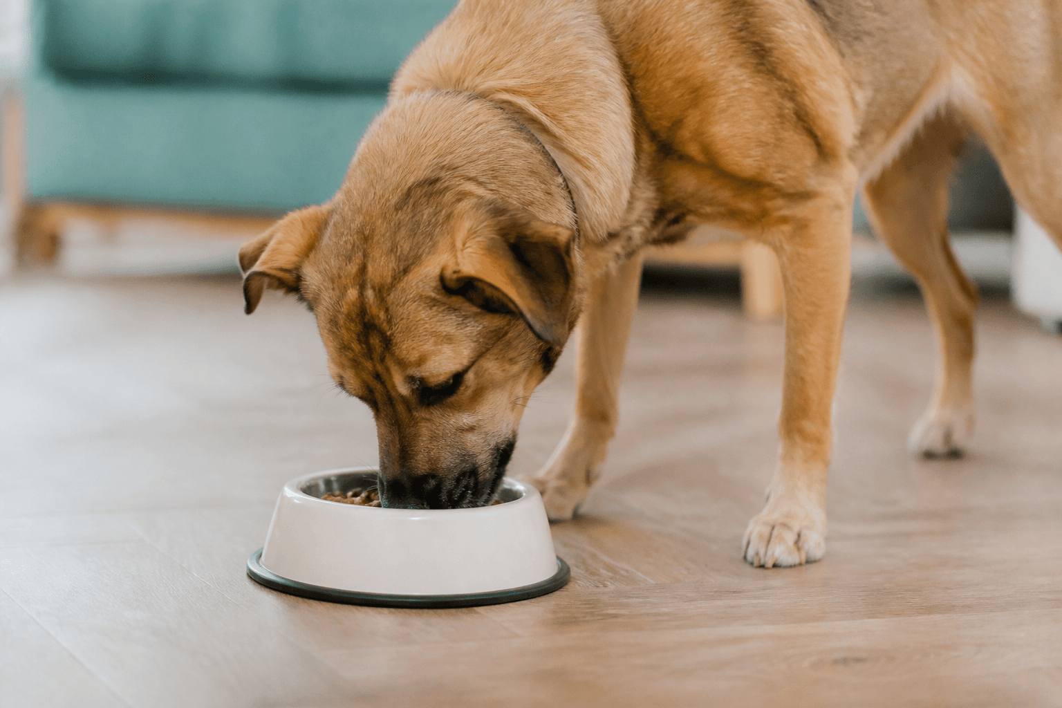 Cão comendo ração seca com calma em ambiente doméstico